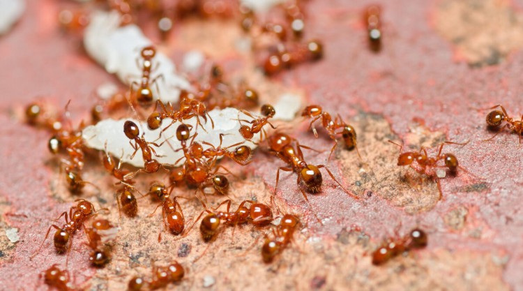 Group of ants working together for one objective