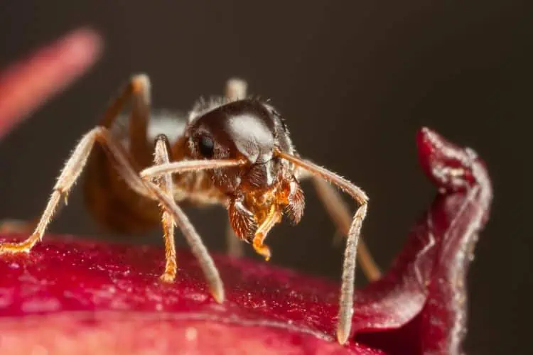 Close up of a pharoah ant