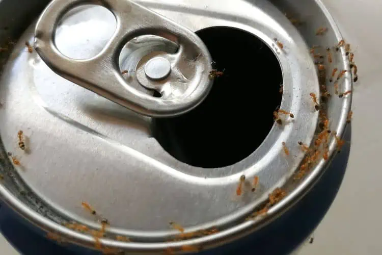 Empty soda can with small ants on it