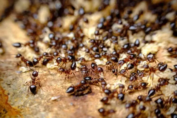 Group of tiny pavement ants