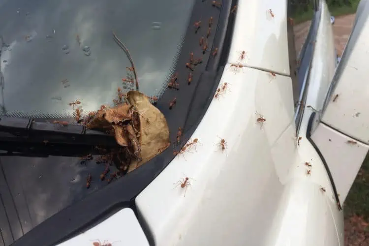 Leave with ants on it fallen onto car windscreen and infested it with ants