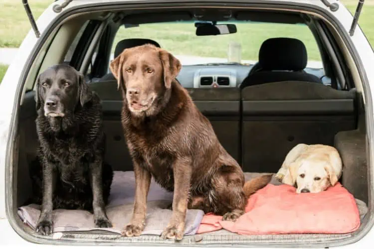 Three dogs in the boot of a car