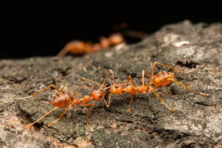 Two Red Imported Fire Ants on tree bark