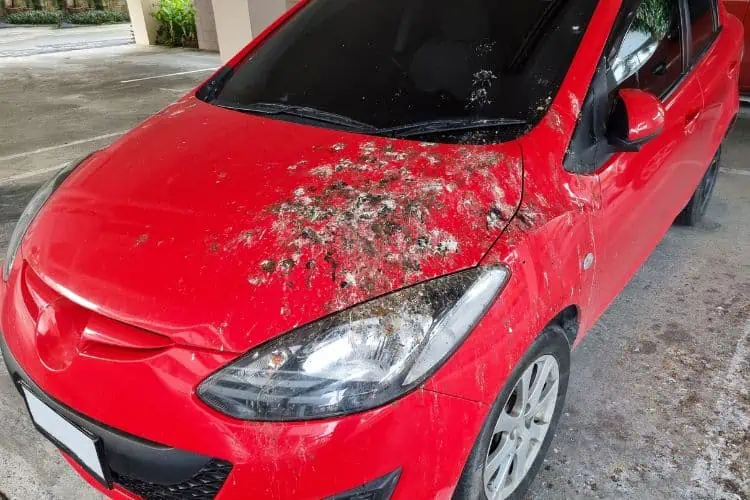 Bird poop all over red car bonnet